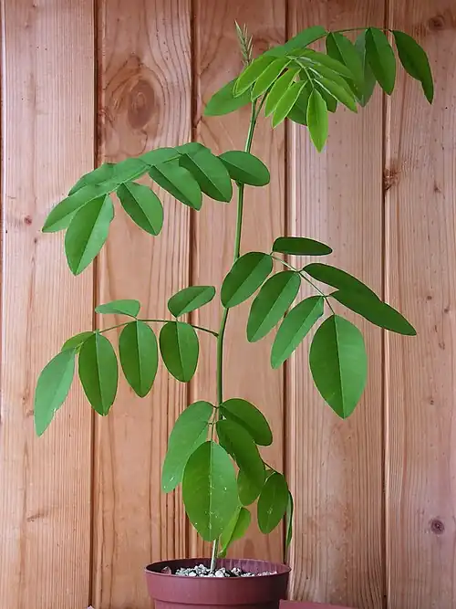 Сеянец бабочки-горошка