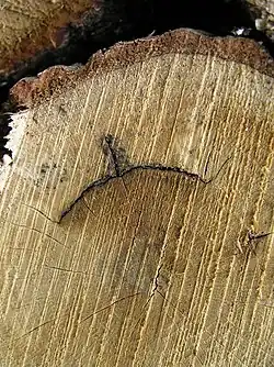 Закрытая прорость