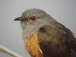 Взрослый самец Cacomantis merulinus