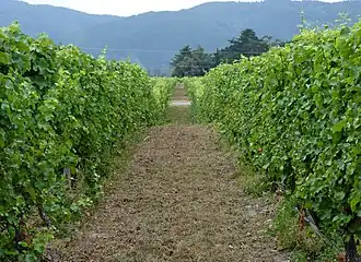 Виноградник Cloudy Bay