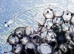 Яйца атлантической сельди, через некоторое время  после оплодотворения они становятся прозрачными.