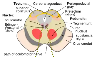Разрез через верхние холмики четверохолмия, показывающий путь глазодвигательного нерва. Околоводопроводное серое вещество - это область серого вещества, непосредственно прилегающая к водопроводу мозга.