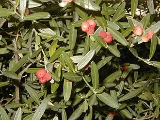 Кнеорум трёхзёрный