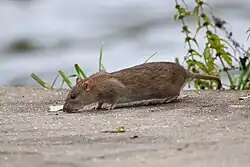 Серая крыса