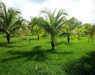 Саженцы пальм