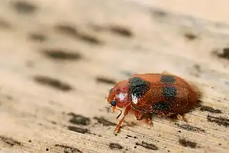 Coccidula scutellata — представитель типового рода подсемейства — Coccidula