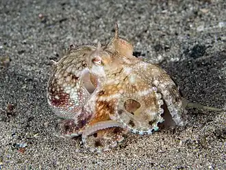 Amphioctopus marginatus
