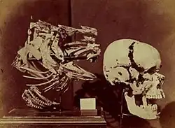 Льюис Кэрролл. Голова и плечевой пояс трески и череп человека, 1857