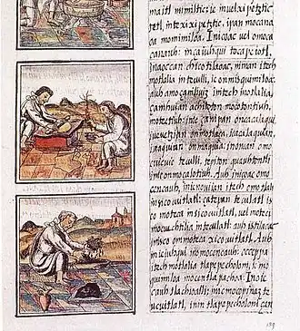 Лист 51 книги IX «Флорентийского кодекса». Текст на науатль