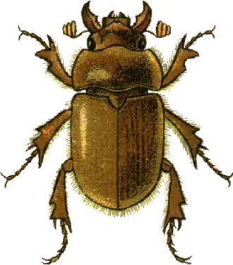 Codocera ferruginea