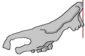 Рисунок черепа