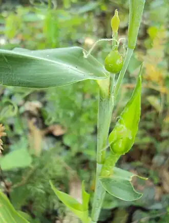 Бусенник обыкновенный (Coix lacryma-jobi)