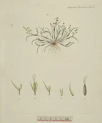 Ботаническая иллюстрация из книги «Flora Danica», 1853
