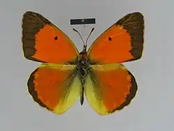 Colias caucasica olga, впервые описанная Николаем Михайловичем как самостоятельный вид Colias olga в 1882 году