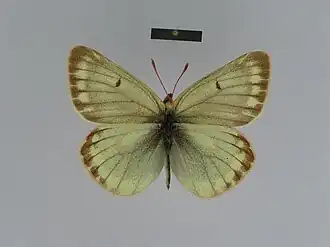 самка подвида Colias nastes jacutica