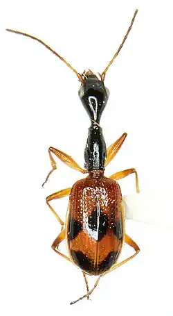 Colliuris pensylvanica