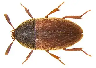 Жук Colon brunneum