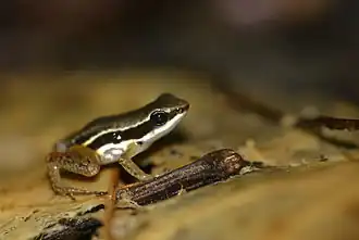 Silverstoneia flotator