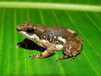 Тёмногорлый древолаз