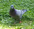 Сизый голубь