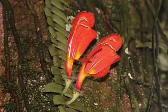 Columnea gloriosa