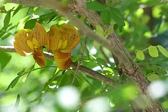 Пузырник восточный (Colutea orientalis)