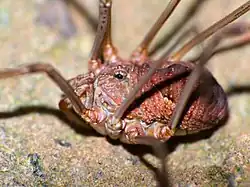 Вид сбоку ♀