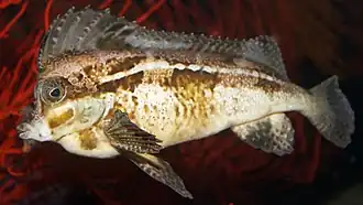 Congiopodus spinifer