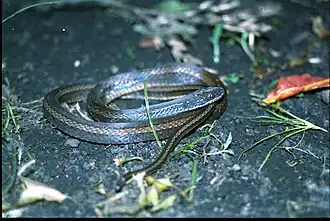 Coniophanes fissidens