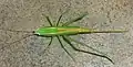 Conocephalus caudalis