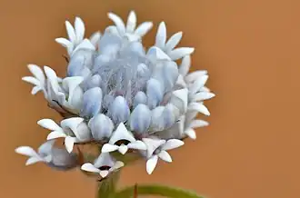 Соцветие подвида Conospermum densiflorum unicephalatum