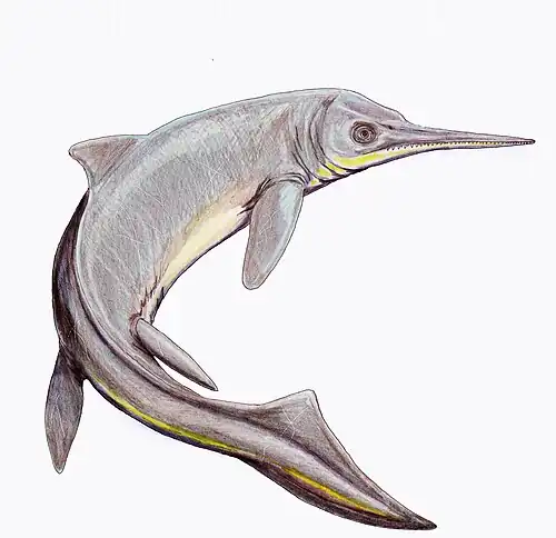 Contectopalatus