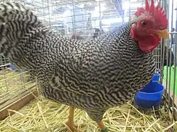 Петух амрок