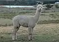 Альпака возле фермы