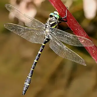 Cordulegaster boltonii. Самец