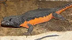 Smaug mossambicus, самец