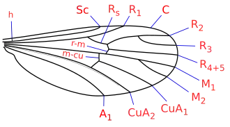 Жилкование крыла Corethrella. C: костальная жилка; Sc: субкостальная жилка; R радиальные жилки; M: медиальные жилки; CuA: кубитальные жилки; A: анальная жилка; h: плечевая жилка; r-m: радио-медиальная жилка; m-cu: медио-кубитально-дискальная жилка