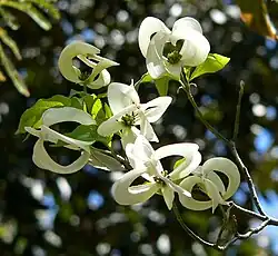 Подвид Urbiniana