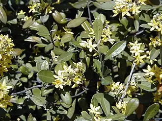 Corokia virgata