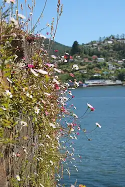 Скальный обрыв, Корраль, Чили