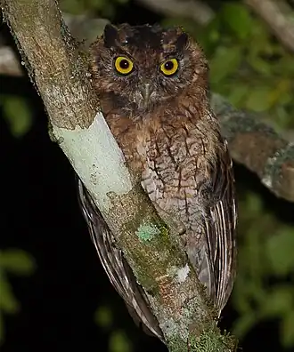 Тёмная морфа