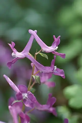 верхушка соцветия