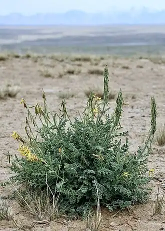 Цветущее и плодоносящее растение. Нарынская котловина, Кыргызстан.