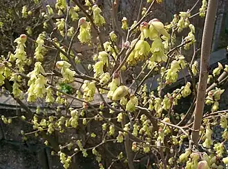 Корилопсис колосковый