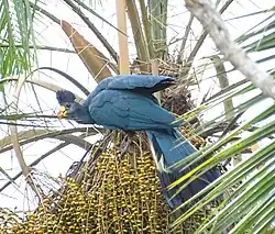 Кормящийся турако