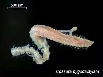 Cossura pygodactylata