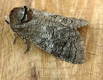 Древоточец пахучий, Cossidae