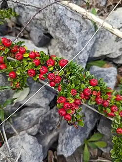 Кизильник горизонтальный