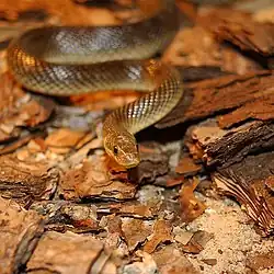 Эскулапов полоз