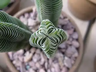 Crassula pyramidalis